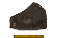 F 01920
<br/>
<br/>
<em></em>